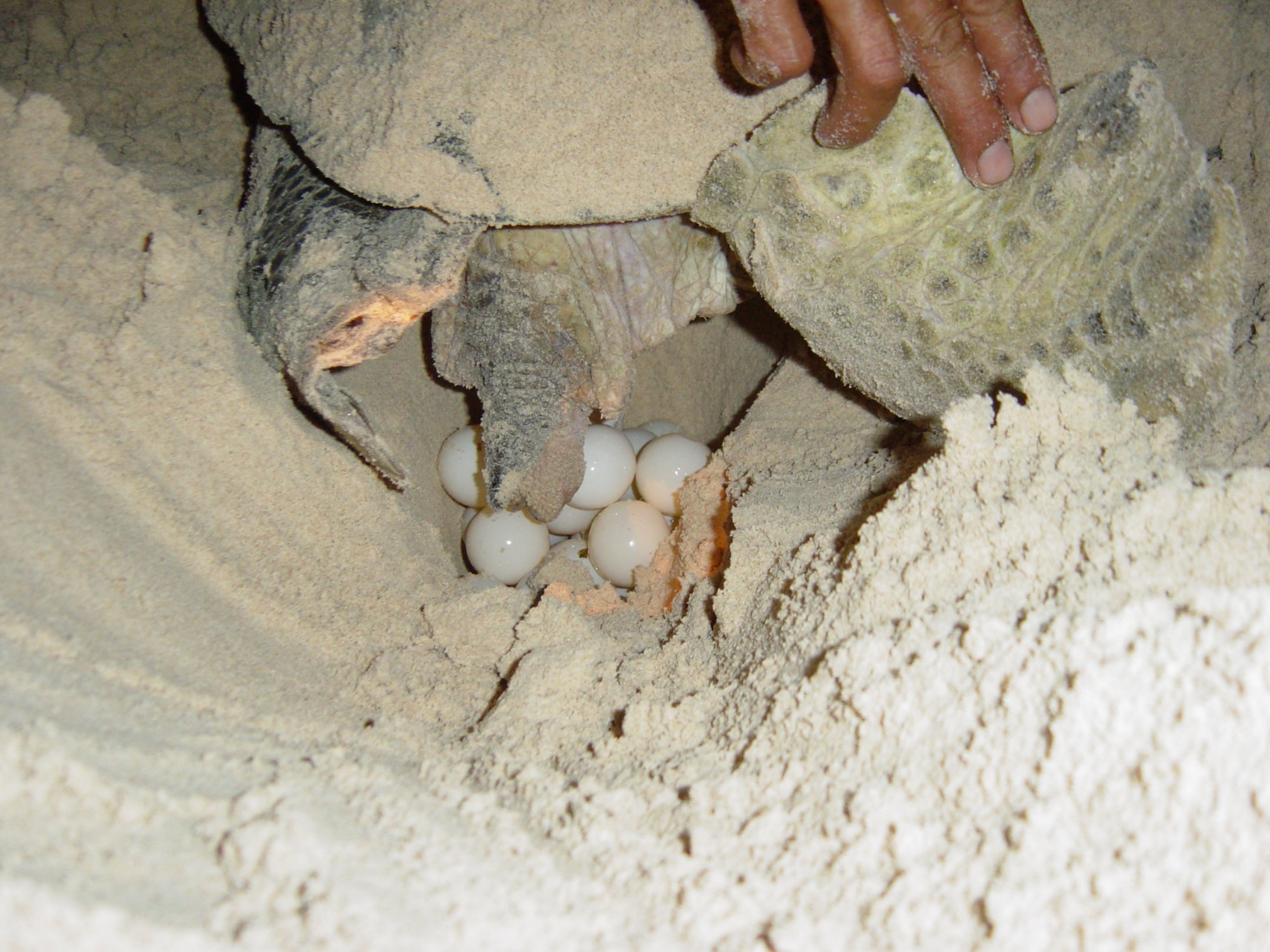 Xem rùa đẻ trứng tại Hòn Cau - Côn Đảo