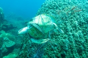 Các mối đe dọa đối với rùa biển Côn Đảo