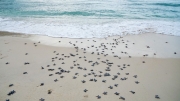 Hành trình cứu hộ rùa biển Côn Đảo