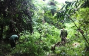 Ban quản lý Vườn quốc gia Côn Đảo tích cực thực hiện công tác Bảo vệ và phát triển rừng năm 2018