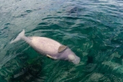 Phát hiện một cá thể Bò biển (Dugong Dugon) chết không rõ nguyên nhân tại vùng biển Côn Đảo