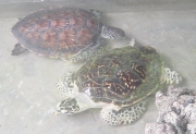 Cứu hộ rùa biển tại Côn Đảo