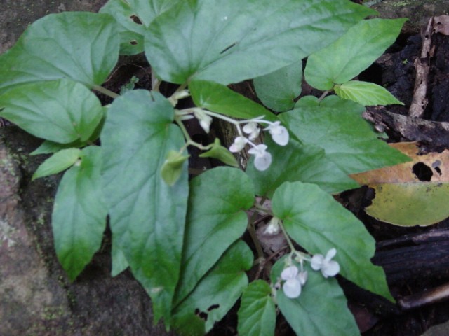 Begonia