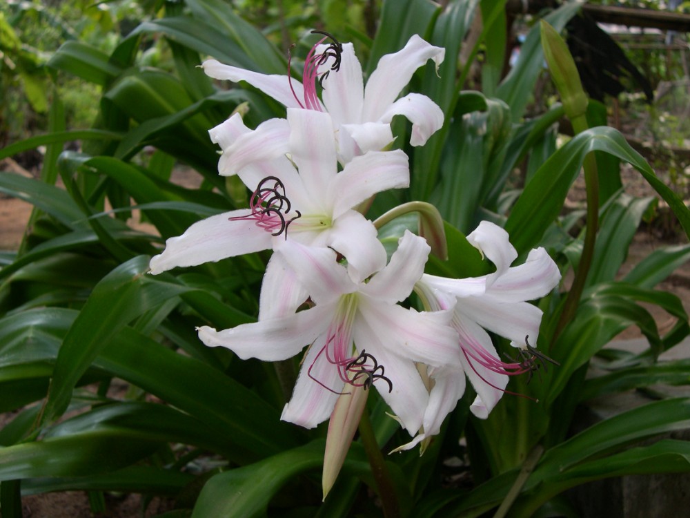 Crinum