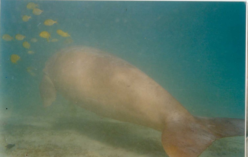 Dugong