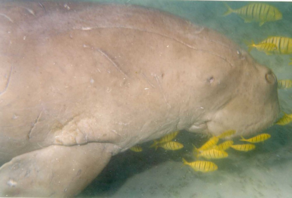 Dugong