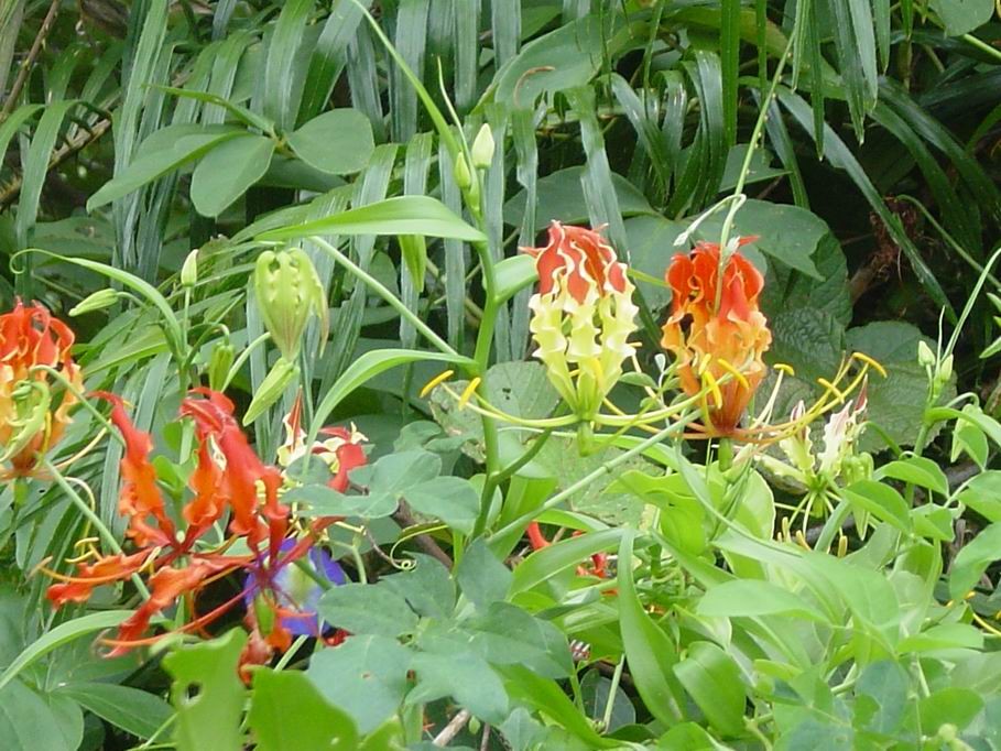 Gloriosa