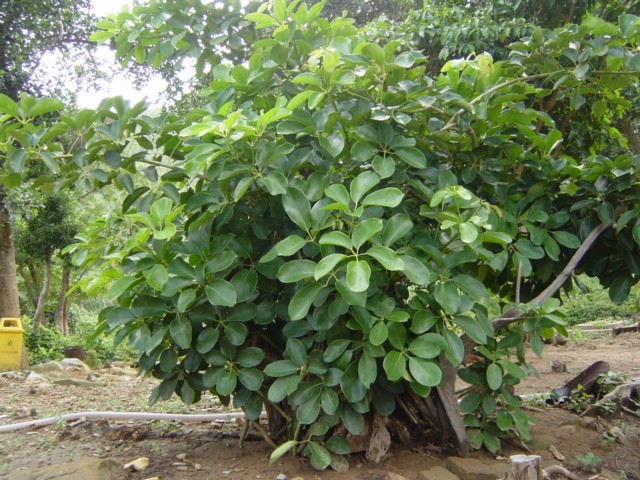 Schefflera