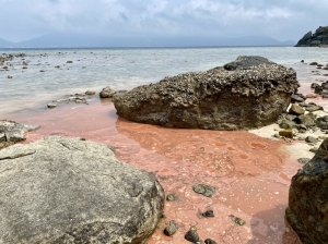 Hiện tượng thủy triều đỏ - tảo nở hoa xuất hiện tại vùng biển Côn Đảo