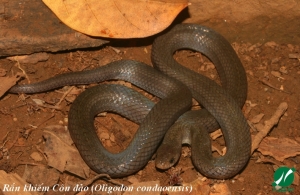 A new species of kukri snake (Squamata: Colubridae: Oligogon Fitzinger, 1826) from Con Dao Islands, southern Viet Nam