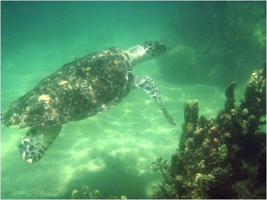 Đồi mồi - Eretmochelys imbricata 1.JPG