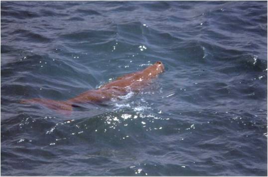 Bò biển - Dugong dugon.jpg
