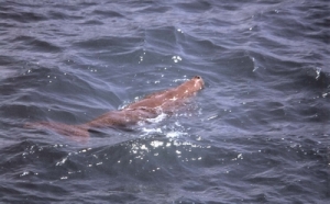 NÀNG TIÊN CÁ - DUGONG DUGON ĐÃ TRỞ LẠI CÔN ĐẢO