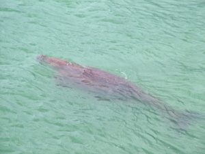 Dugong về kiếm ăn sát cầu tàu Côn Đảo