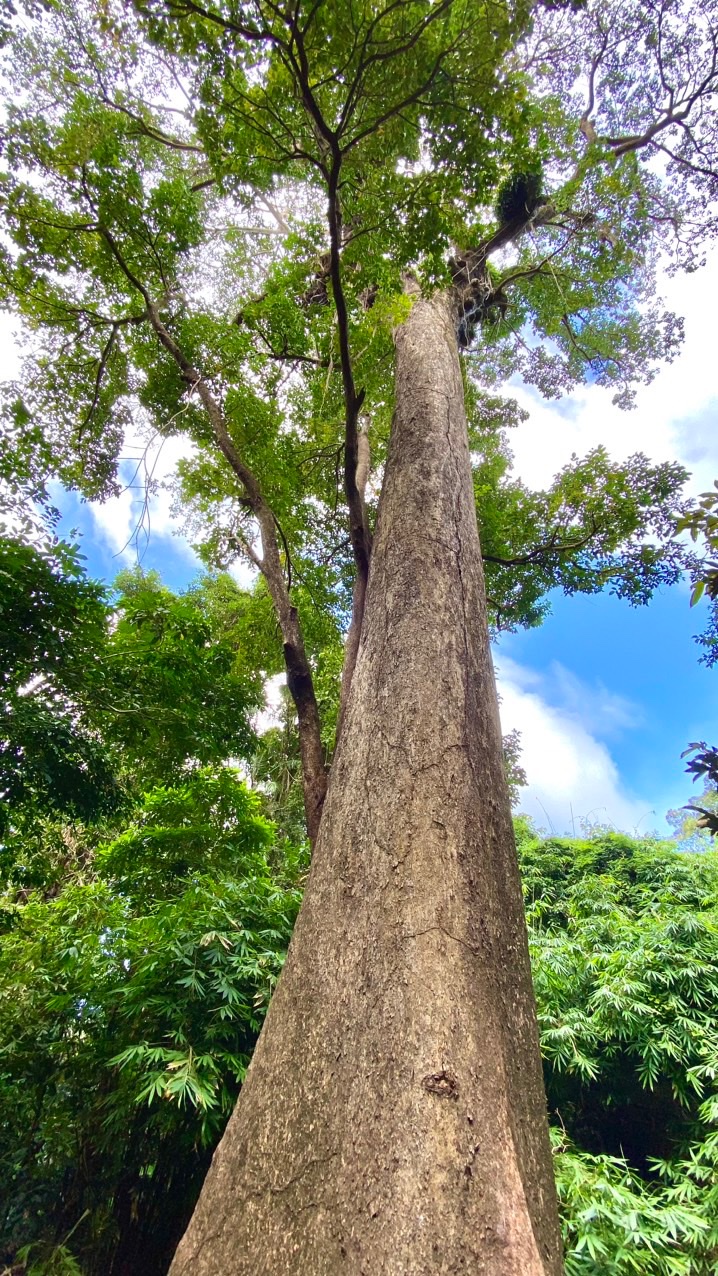 HERITAGE TREE