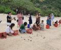 Bay Canh island turtle release tour