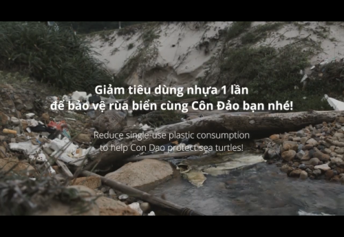 Rùa biển và rác nhựa ở Côn Đảo - Sea turtle and plastic waste in Con Dao (1)