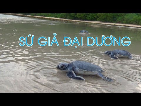 Rùa biển - sứ giả đại dương