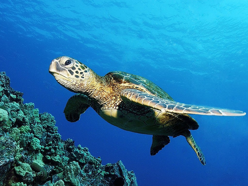 Rùa biển - Xứ giả đại dương